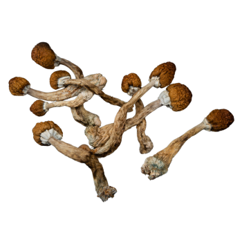 Imagem de Cogumelos Mágicos Psilocybe Cubensis 48g